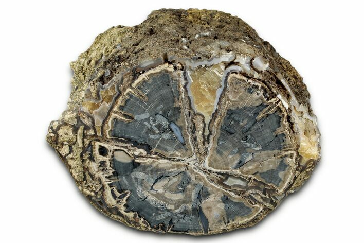 Wide Petrified Wood (Schinoxylon) Limb - Blue Forest, Wyoming #344112